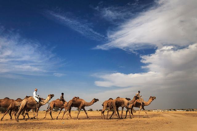 Desert Safari Tour in Jaisalmer